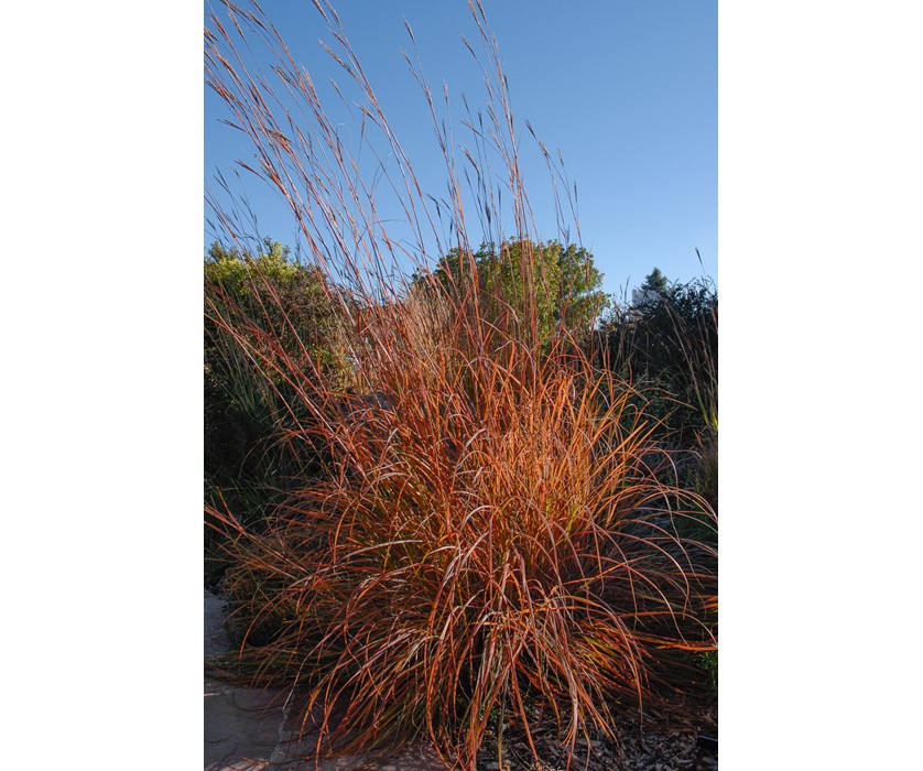 Big Bluestem
